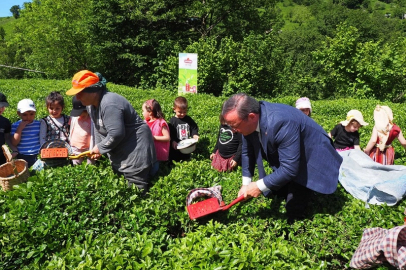 Çay İşletmeleri'ne personel atamalarında 40 yaş şartı aranmayacak