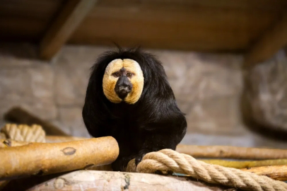 Eskişehir Hayvanat Bahçesi’ne 30 yeni tür kazandırıldı